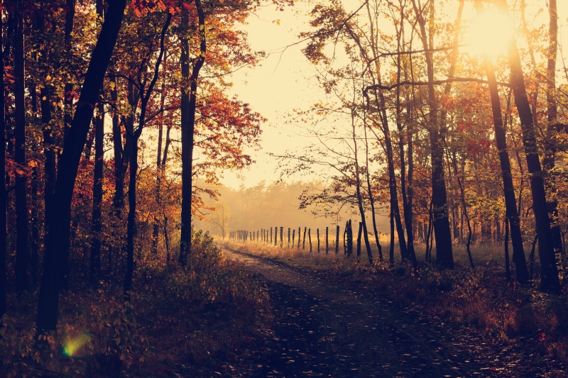 tranquil Scene, non-Urban Scene, sunbeam, light - Natural Phenomenon, plant, fog, sunset, sun, scenics, rural Scene, orange Color, leaf, trunk, diminishing perspective