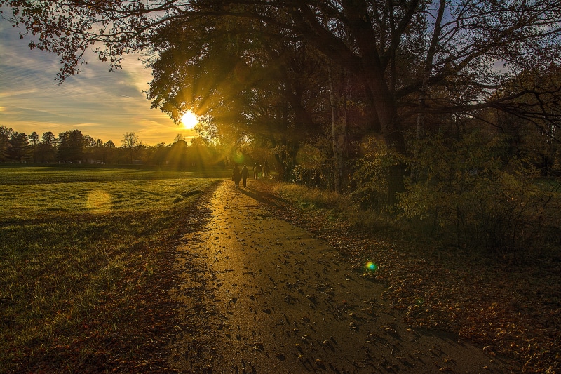 forest, light - Natural Phenomenon, animal, growth, tranquility, near, beauty In Nature, Away, mystical, footpath, hour, sky, pasture, plant, no People