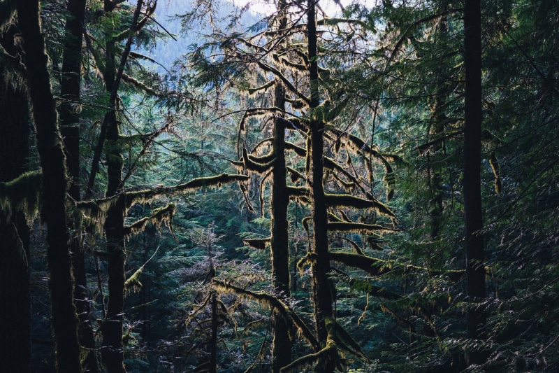 light, leaf, tranquility, autumn, beauty in nature, remote, daytime, branch, fall, spooky, growth, trunk, path, no people, trees, summer, fantasy, trail