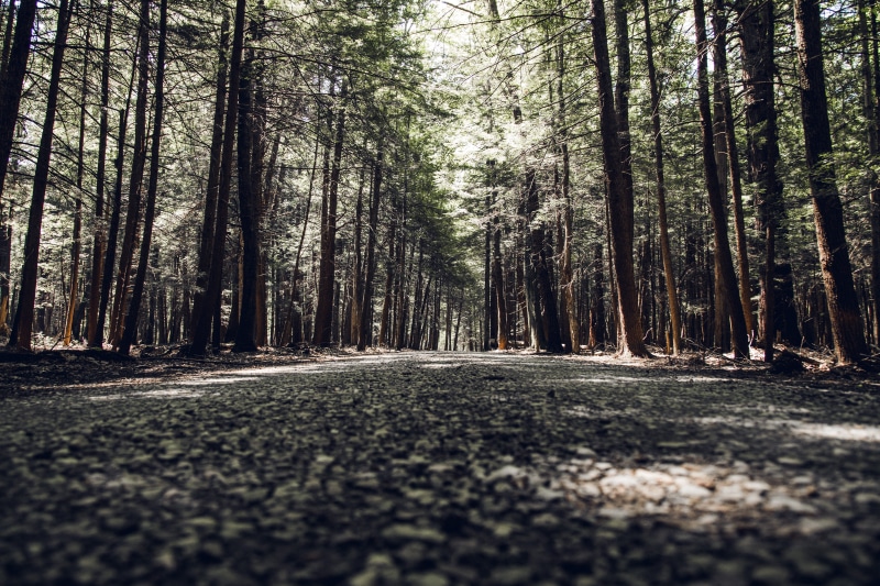 tree, tree trunk, trail, nature, the way forward, no people, flora, land, shadow, dirt road, direction, day, path, united states, conifer, tranquil scene