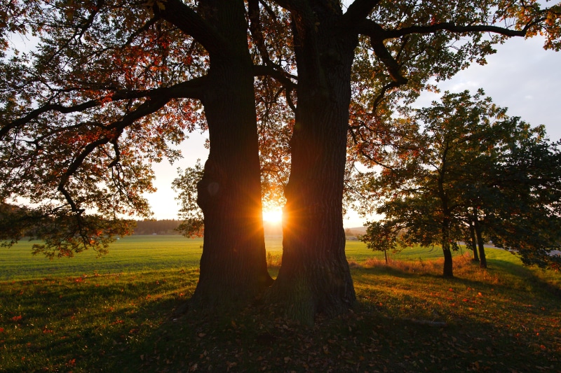 lens flare, golden, trees, bright, outdoors, streaming, autumn, trunk, lichtspiel, field, mood, shadow play, shadow, scenics - nature, land, landscape