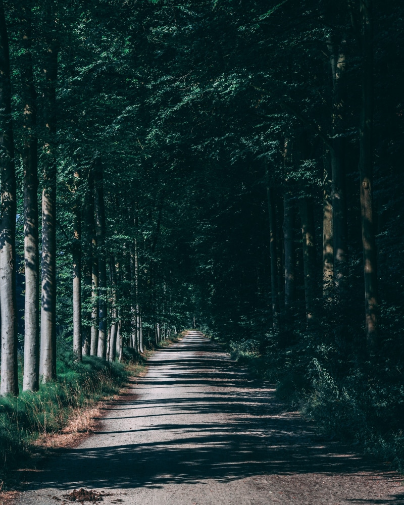 day, treelined, dirt road, bu, pathway, road, landscape, trees, tree trunk, path, woodland, forest, 4K, outdoors, belgium, plant, no people, green, footpath
