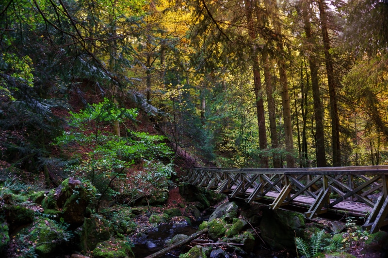atmosphere, web, scenic, transition, wood, transportation, beauty in nature, built structure, footbridge, landscape way, water, moss, baden württemberg