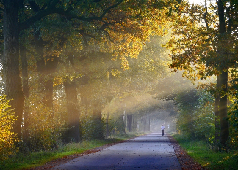 incidence of light, plant, man, mood, autumn, land, jogger, leaf, haze, walking, direction, change, cool, footpath, autumn collection, season, fall foliage