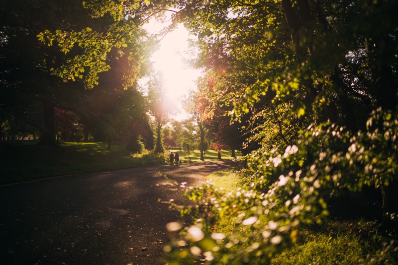 the way forward, nature, surrounded, near, back lit, autumn, growth, outdoors, green color, street, two, person, walking, tranquil scene, path, sky, plant