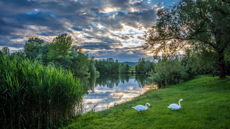 animal, vertebrate, tranquil scene, trees, bird, outdoors, cloud - sky, tranquility, the evening, Croatia, Zagreb, white, reflection, beauty in nature