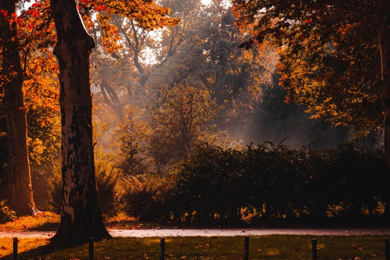 no people, change, park, tree, growth, gravel, oak, scenics - nature, 5K, fall, landscape, orange color, idyllic, land, flora, non-urban scene, dirt road