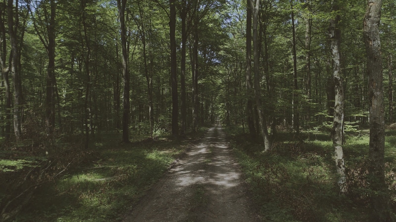 fresh, summer, footpath, plant, day, zagreb, woodland, the way forward, no people, green, tranquil scene, advanture, nature, tree, wood, green color, tranquility