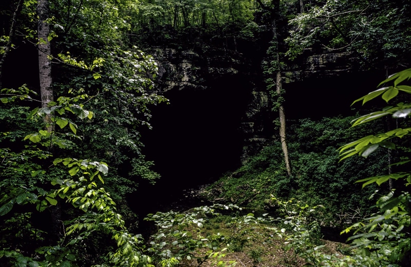 growth, landscape, green Color, scenics, tranquil scene, Cave in, Entrance, vines, public domain, photos, tropical Rainforest, rainforest, footpath, outdoors