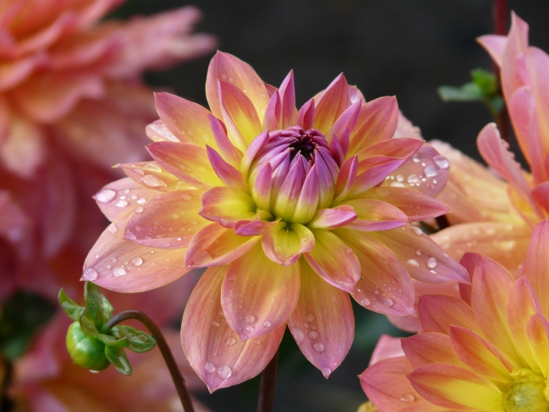 petal, dahlia, close-up, pink, hortensis, dew, summer, photo, beauty in nature, dahlia garden, pink Color, bloom, nature, ornamental plant, purple, botany