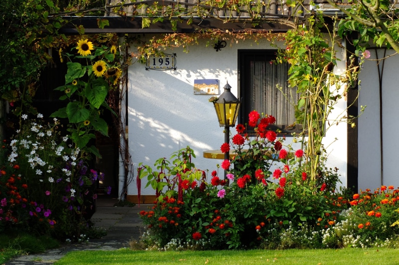 residential district, freshness, light, metal, blossom, sunlight, cottage, front, 4K, flowering plant, vulnerability, dahlias, flowers, ornamental plant