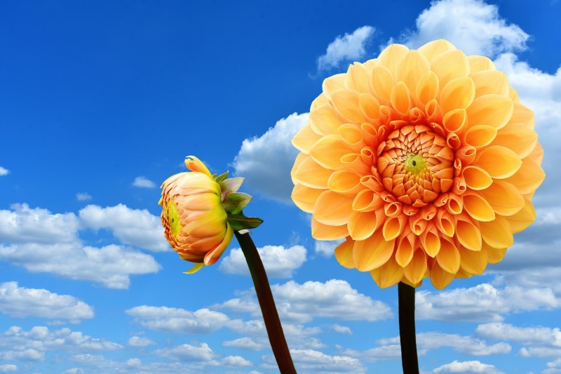 daytime, vulnerability, fragility, 1080P, bunch of flowers, dalia, springtime, bloom, dahlia garden, asteraceae, flower garden, petal, inflorescence, garden