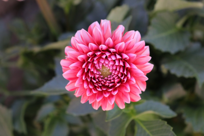 nature, decorative, flower garden, fragility, flowering plant, outdoors, springtime, flower head, leaf, flower, petal, no people, color, plant, vulnerability
