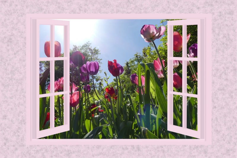 garden, growth, window, beautiful flowers, windows, 5K, clip, floral, petal, outdoors, spring, view, no people, tulips, glass - material, vulnerability
