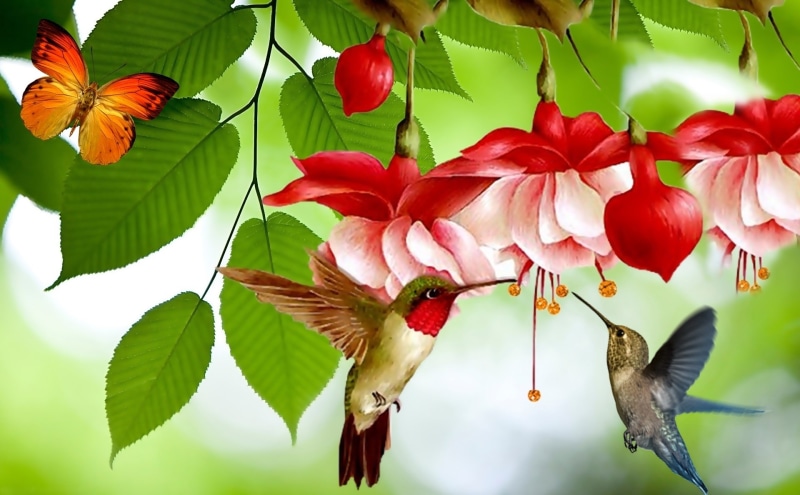 growth, color, 1080P, princess earring, assorted, red, fruit, branch, beak, bird, insect, white, vulnerability, flower, two, hummingbird, beauty in nature