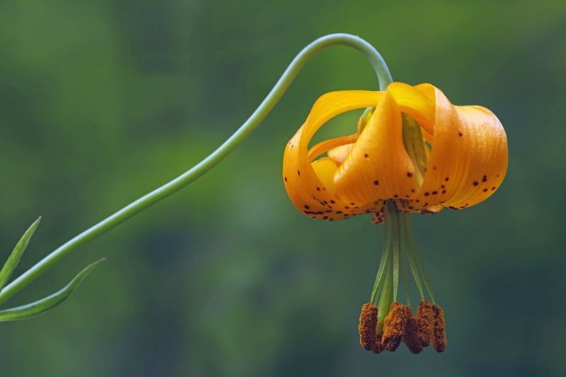 8K, beauty In Nature, close-up, Lilium  Philadelphicum, Falls, Hand Blender, plant, Oregon, State  Park, flower, Organic, yellow, Nature, Winter, Images