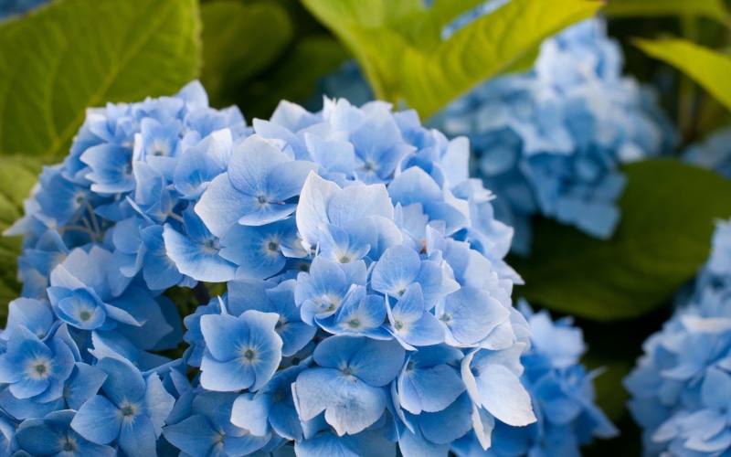 2K, hydrangea blossoms, hydrangea, hydrangea flower, blue hydrangea, blue, flower