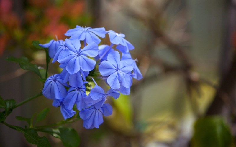 plant, vulnerability, purple, flower head, blue, macro, fragility, petaled, flowers, nature, beauty in nature, flowering plant, flower, no people, botany