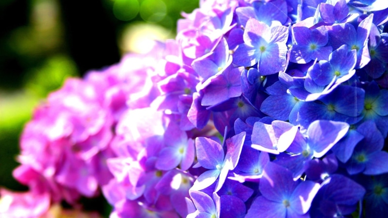 1080P, Purple, Flowers, Blue, Hydrangea