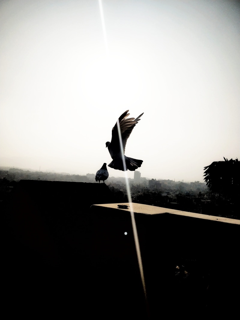 seagull, animal, peigon, sunlight, dom, clear sky, nature, vertebrate, kathmandu, animal themes, day, animals in the wild, no people, animal wildlife, outdoors