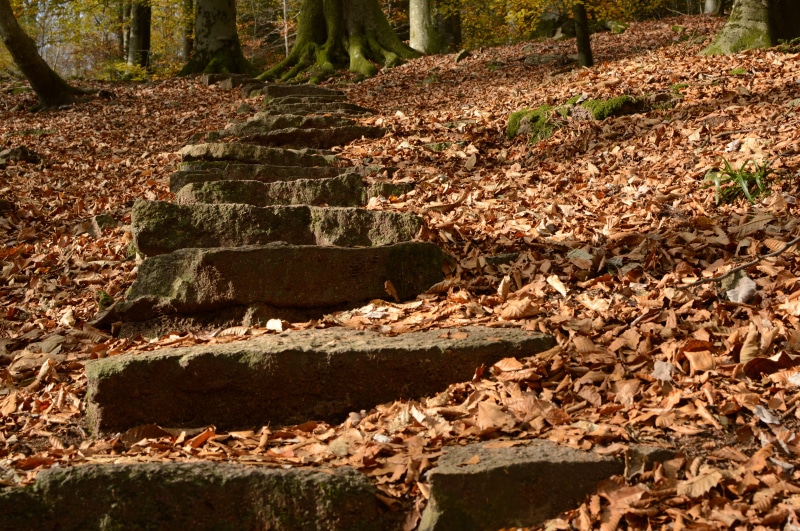 tree, ruined, field, forest, plant, stone steps, staircase, history, the past, plant part, leaf, rock, stairs, 5K, no people, architecture, autumn, sunlight