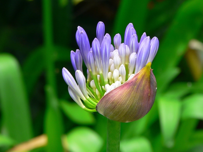 flower, photography, Excellence, blue  flowers, plant, white, flower Head, flores, white flower, 1080P, buds, purple, Agapanthus, flower buds, focus, leaf