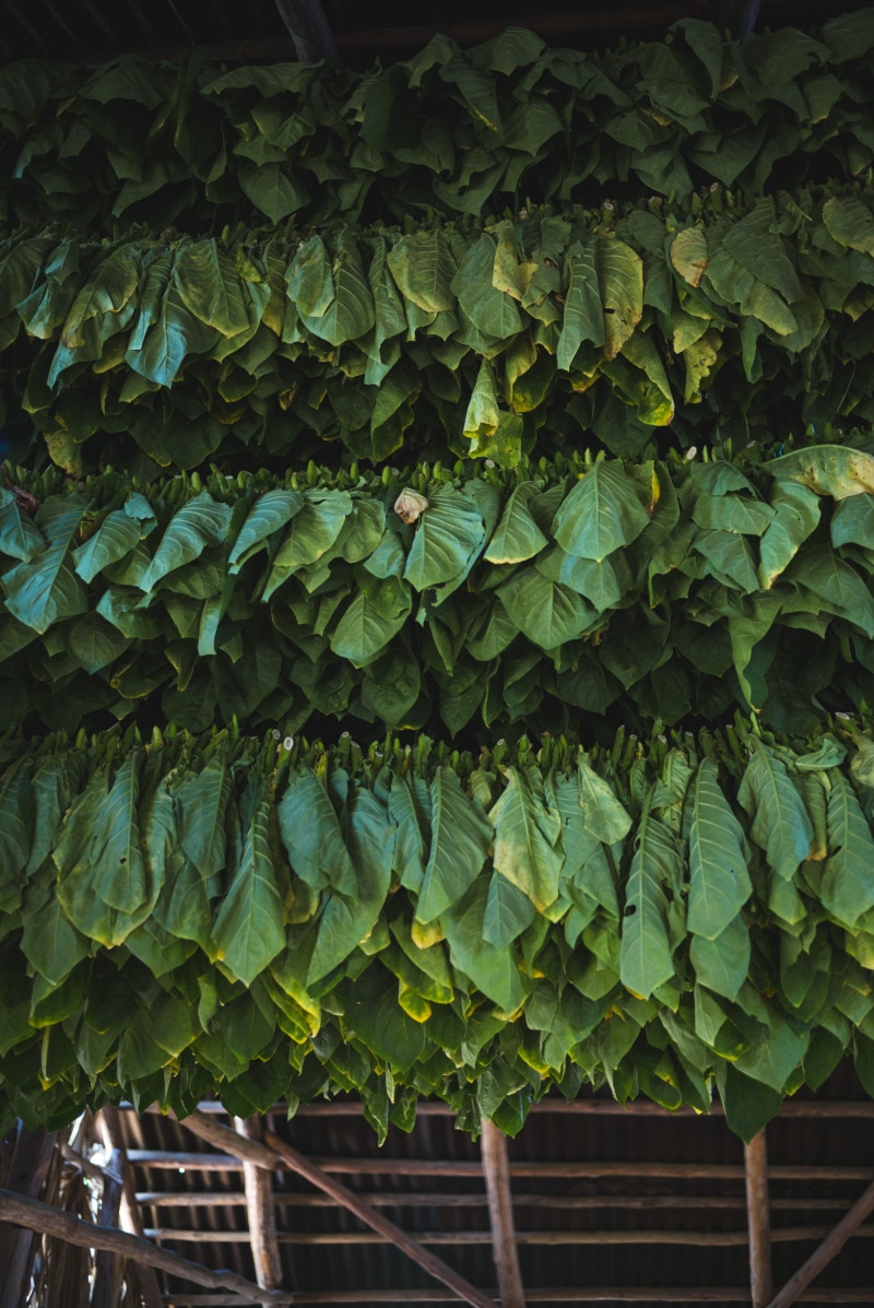 plant, close-up, ivy, food and drink, nature, green, day, architecture, beauty in nature, built structure, freshness, leaf, cohiba, dry, leaves, 2K, green color