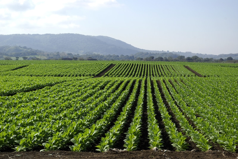 food, smoker, environment, green, sky, 4K, landscapes, nature, beauty in nature, no people, blue, scenics - nature, mountain, crops, outdoors, cigar, landscape