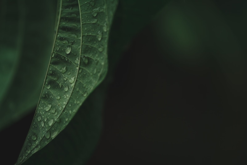 raindrop, leaves, leaf, moss, growth, 5K, leaf vein, annonaceae, tobacco, plant part, no people, freshness, aesthetic, droplet, brazil, dew