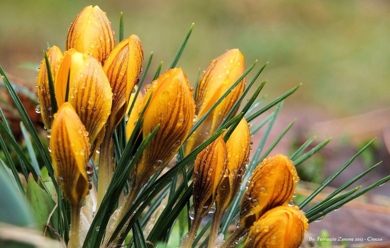 primavera, photography, Crocus, close, yellow, close-up, plant, ad, flower, beauty In Nature, flowers, per, petaled, 4K, chiusi, close up photography