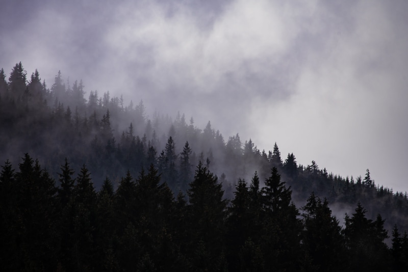coniferous tree, growth, mountains, woodland, cloud - sky, tree, no people, land, non-urban scene, beauty in nature, plant, outdoors, day, sky, dim, fog