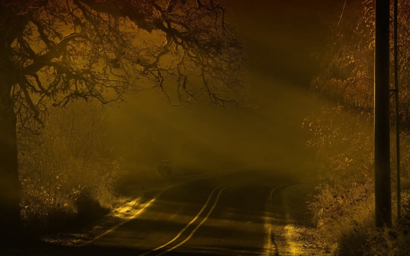 fog, scenics, tree, nature, tranquility, illuminated, landscape, rural Scene, car, spooky, outdoors, sunlight, marking, plant, transportation, forest, branch