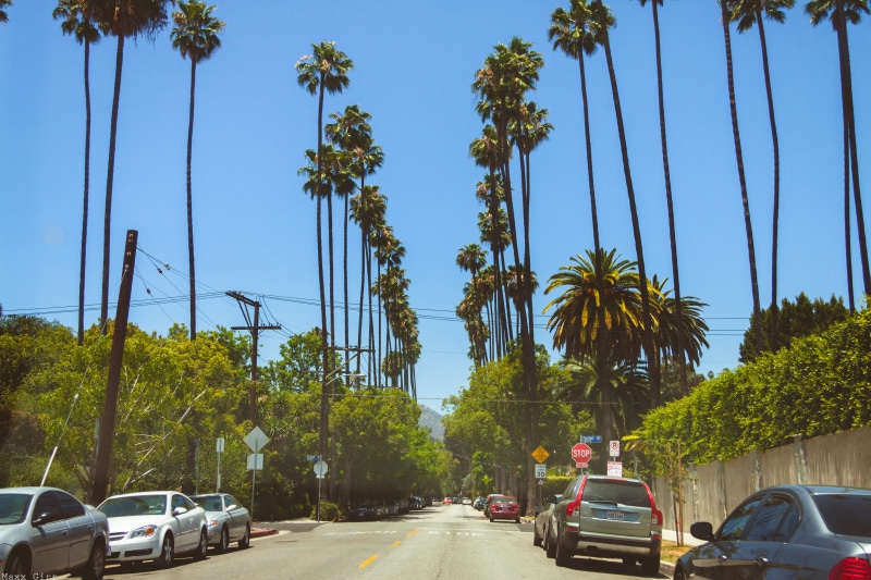 california, tropical climate, direction, transportation, hollywood, auto, sky, gray, palma, machinery, journey, palm tree, treelined, outdoors, travel