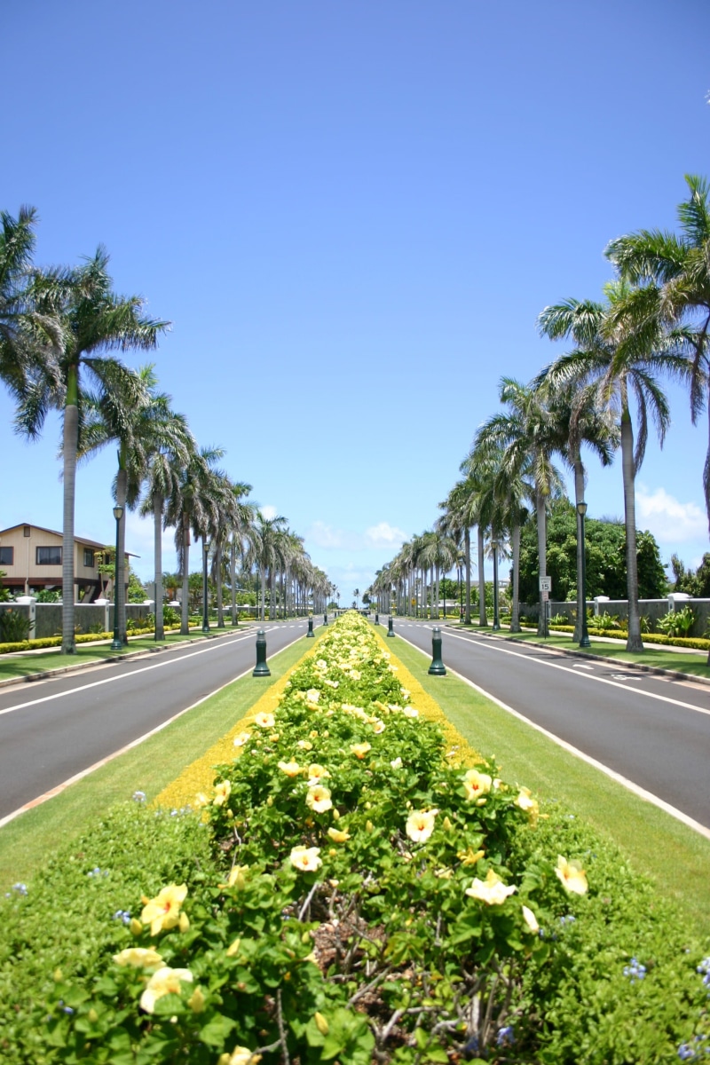 green color, concrete, palm tree, outdoors, city, the way forward, no people, diminishing perspective, Hawaii, road, transportation, daytime, growth, day