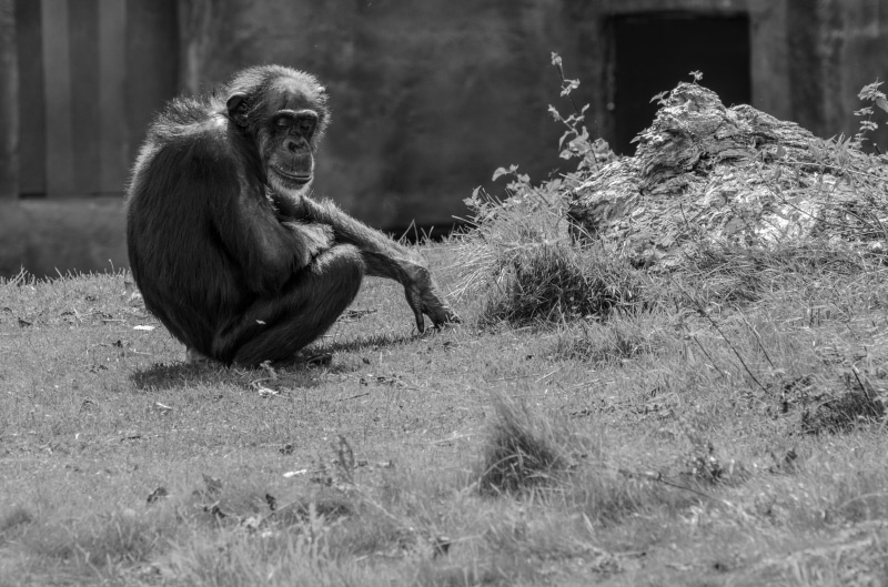 near, monkey, plant, vertebrate, photography, philosophy, people, animals in the wild, thinker, chimp, reflecting, primate, philosopher, nature, animal