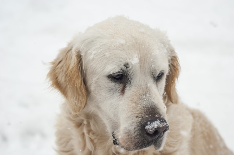 pets, labrador retriever, golden, nature, domestic animals, portrait, animal head, snowing, animal, retriever, vertebrate, home, animal themes, friend