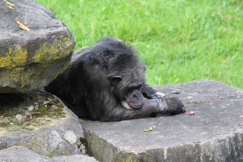 no people, animal head, monkey, nature, plant, day, animal wildlife, fur, zoo, black, one animal, outdoors, pensive, mammal, thinker, animal themes, solid