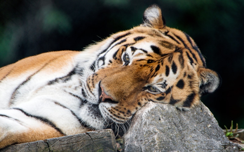 chic, look, the dark background, face, 4K, nature, stone, meditation, tiger, wild cats, stay, close-up, thinker, lies, cat, stone pillow, background