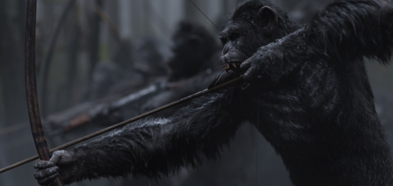 monkey, Caesar, animal themes, one animal, 4K, focus on foreground, animal wildlife, animal body part, animals in captivity, gorilla, zoo, vertebrate