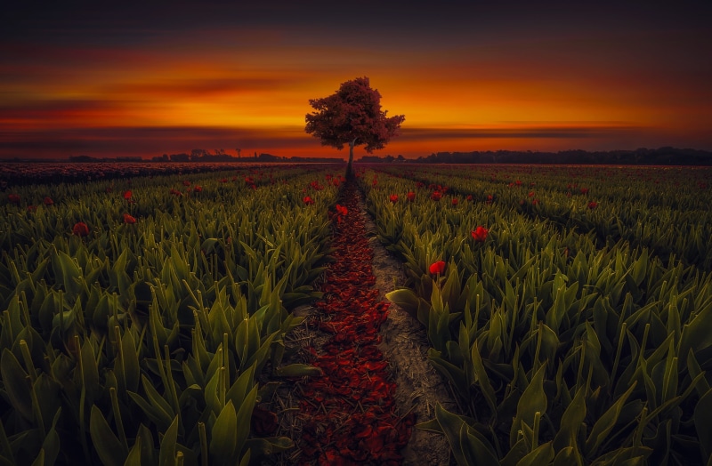 agriculture, no people, farm, growth, sky, field, rural scene, flowering plant, tranquil scene, environment, flower, plant, tranquility, outdoors, field 4k free hd desktop background
