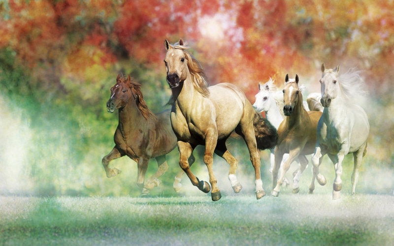 desktop, 2K, galloping, horses