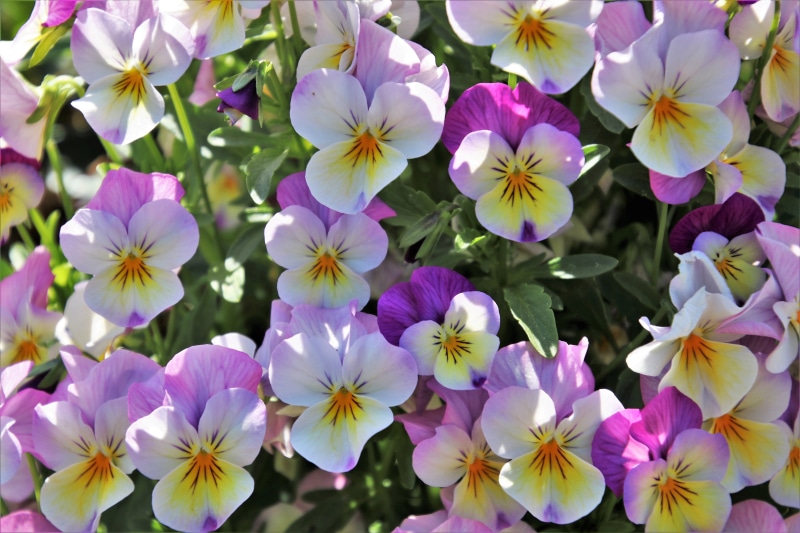 flourishing, bloom, romantic, blooms, photo, full bloom, growth, no people, dashing, white, purple, close-up, vulnerability, sunny, flower head, flower