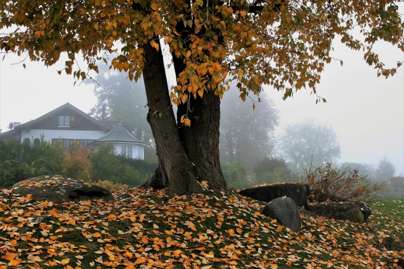 day, brown, october, after the rain, season, tree, orange, spacer, nostalgia, the stones, growth, plant, beach, rock, nature, autumn leaf, twigs, trunk