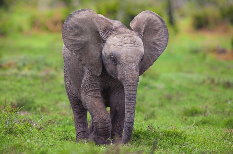animals, chrome, video, hd, elephant, art, 2K, elephants, os, mario, games, baby, moreno, safari