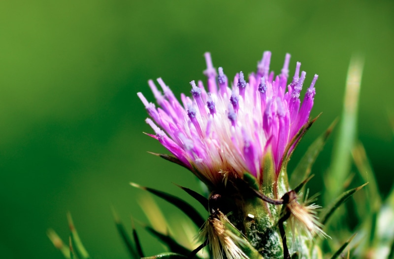 pink color, close-up, pollination, flowering plant, flower, Chrome Cast, beauty in nature, no people, insect, purple, plant, freshness, one animal, thistle