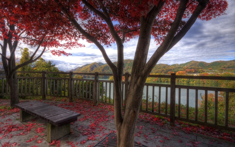 hills, tranquility, bench, trunk, canopy, landscape, trees, tree, autumn, plant, no people, day, tranquil scene, mountain, boundary, architecture, 2K