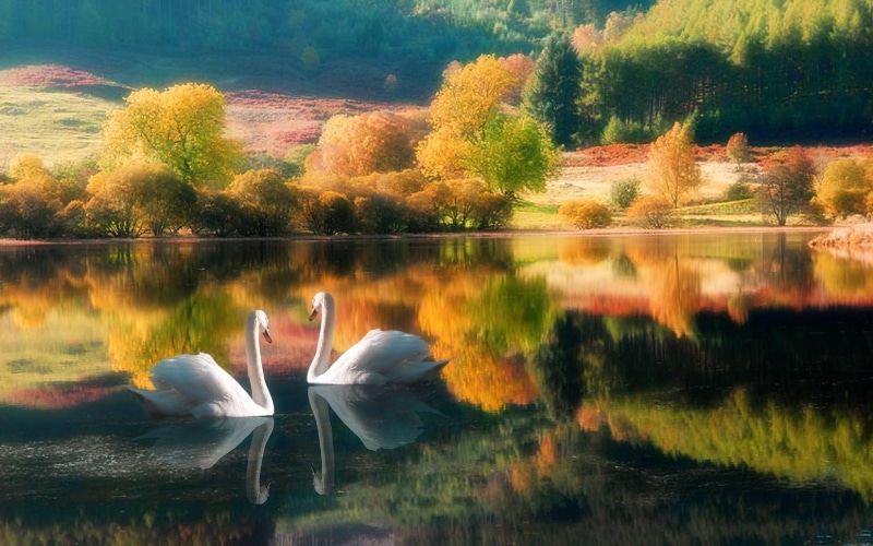 swans, lake, birds, together, animals, 1080P, trees