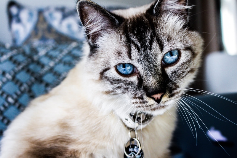 whisker, home, cat, siamese, brown, animal themes, animal, love, explore, no people, manx, pets, world, animals, kitten, domestic animals, looking at camera