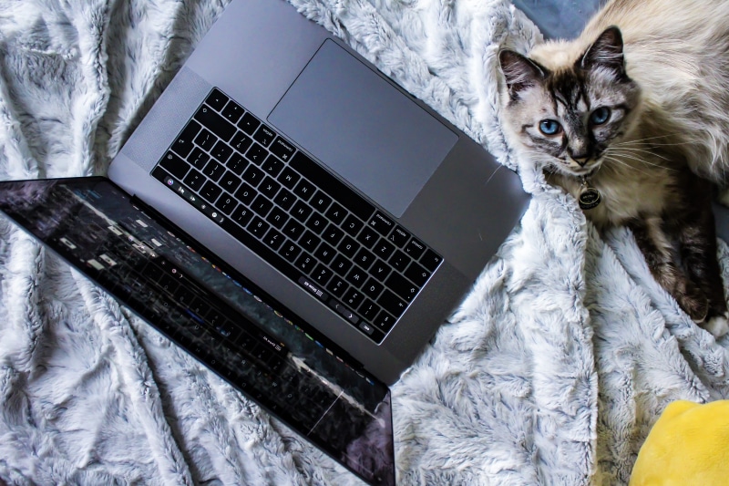 communication, home, keyboard, pets, fluffy, toasty, hairy, domestic cat, 5K, blueeyes, blue, explore, cooper, cats, technology, animals, using laptop