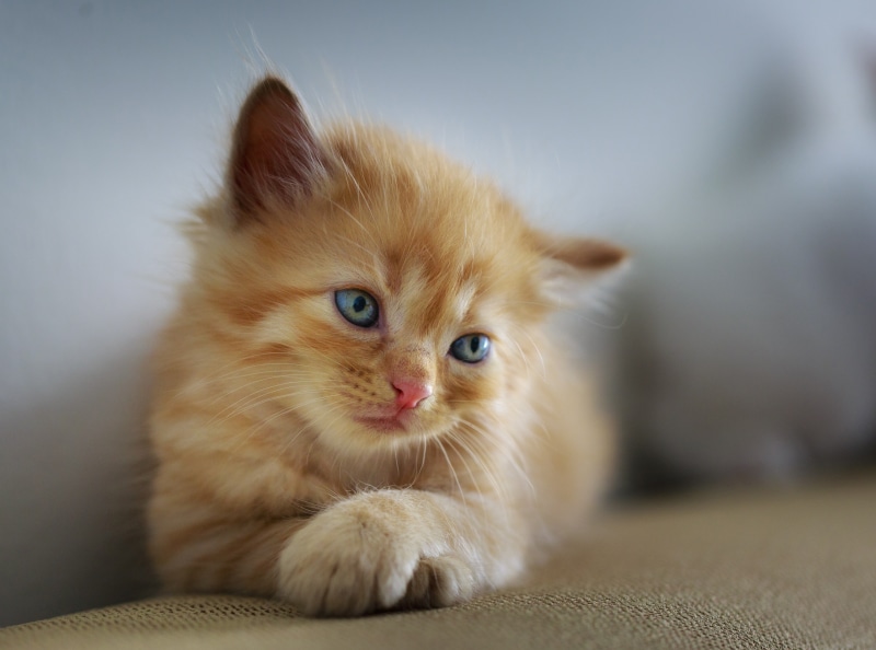 Sweet, vertebrate, one animal, domestic animals, domestic cat, mammal, Close, feline, sofa, cross, looking at camera, Cats, Photography, whisker, Small